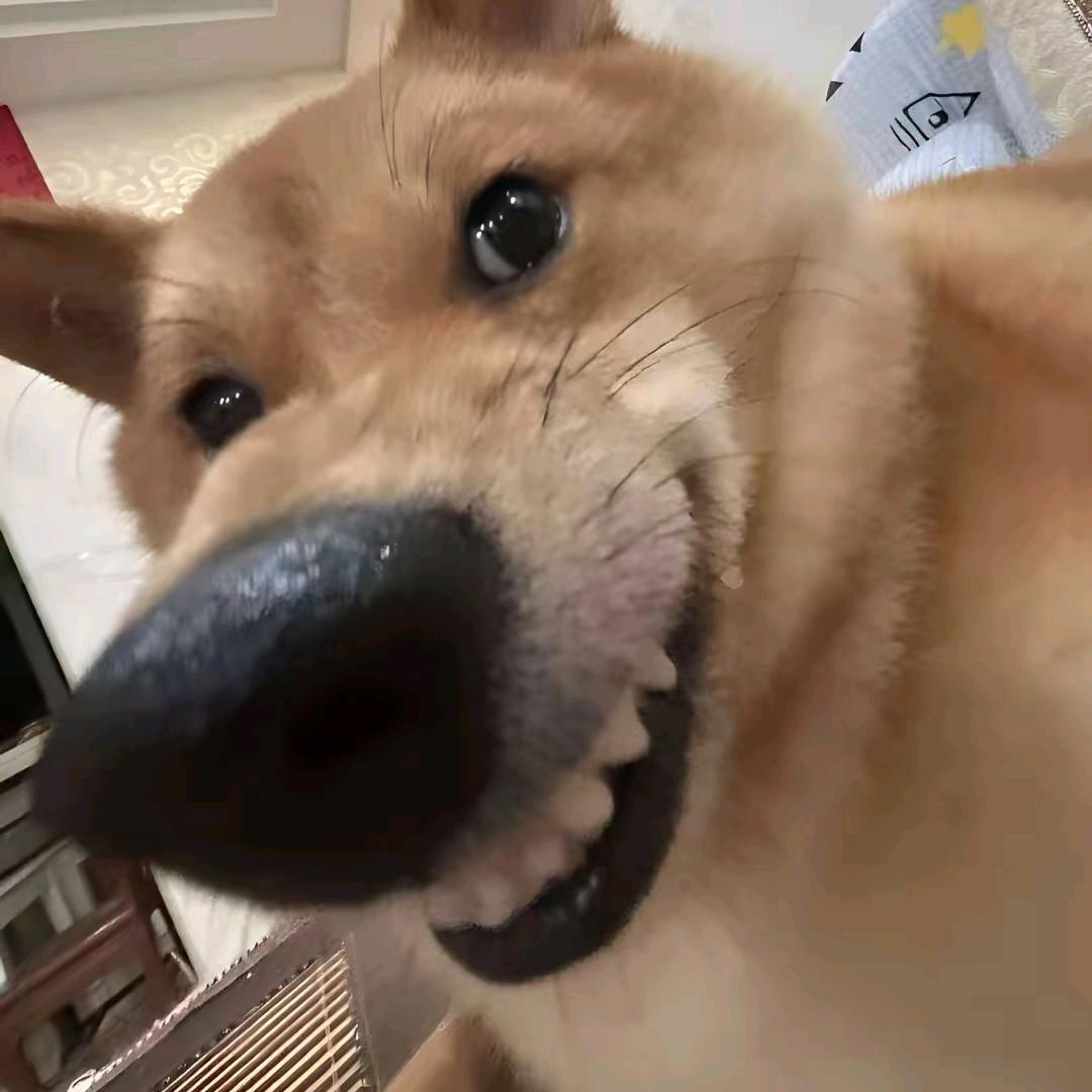 大夏第一情深 欧优质