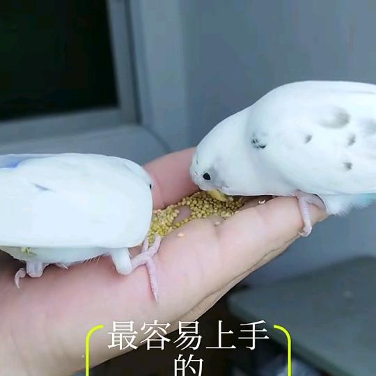 手养鹦鹉 养殖场