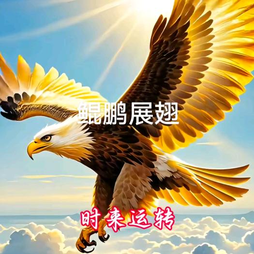鹰哥🦅