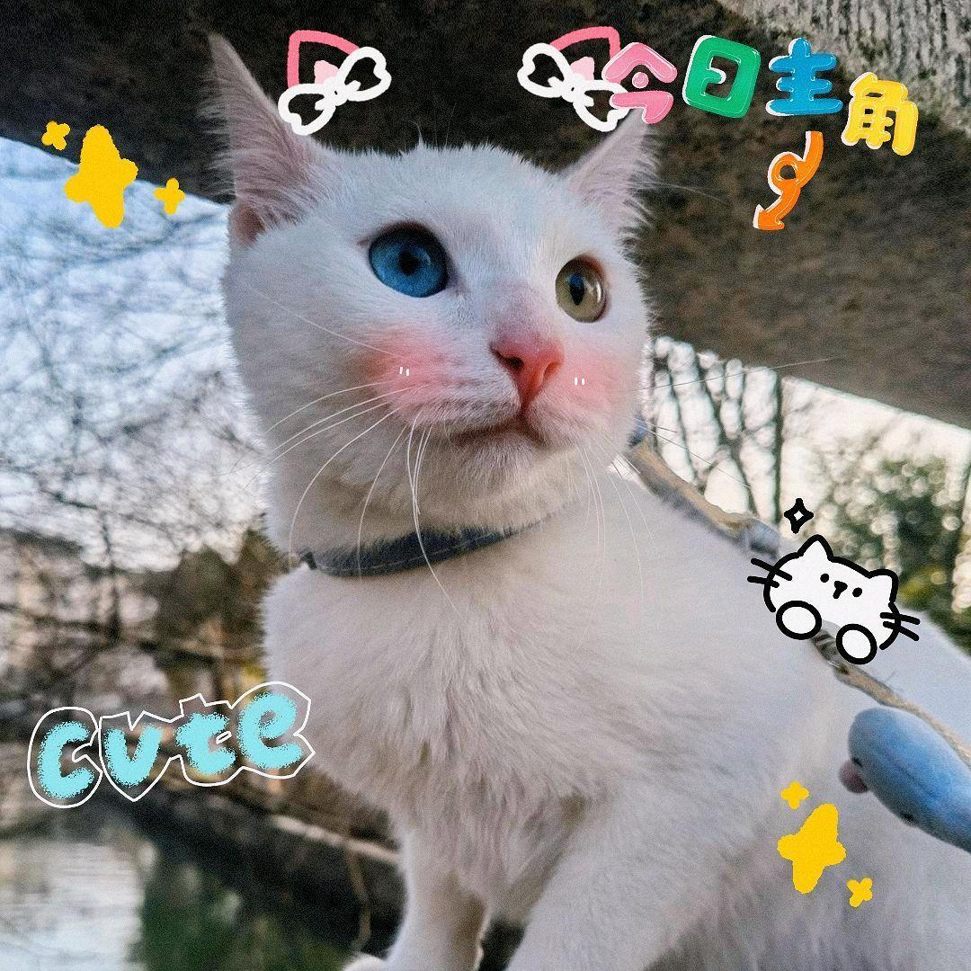 五飞飞