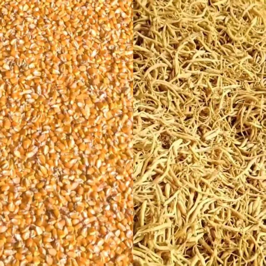 快乐小农人（批发本地优质玉米）