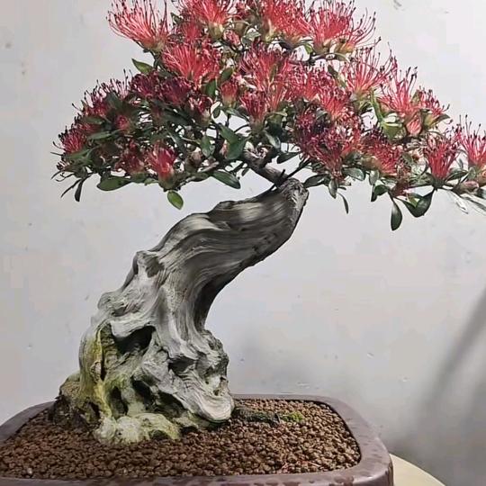 碧松园