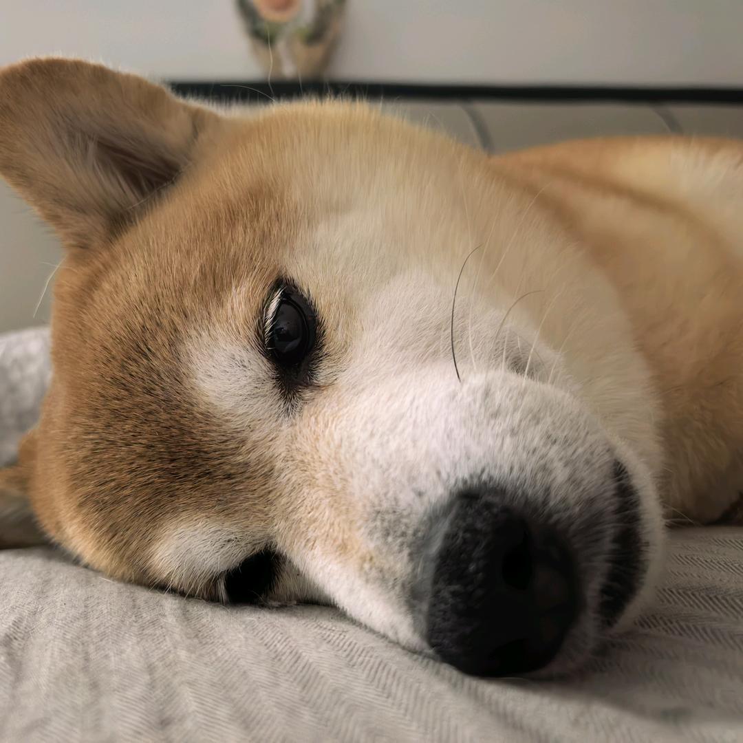 熊三不是熊