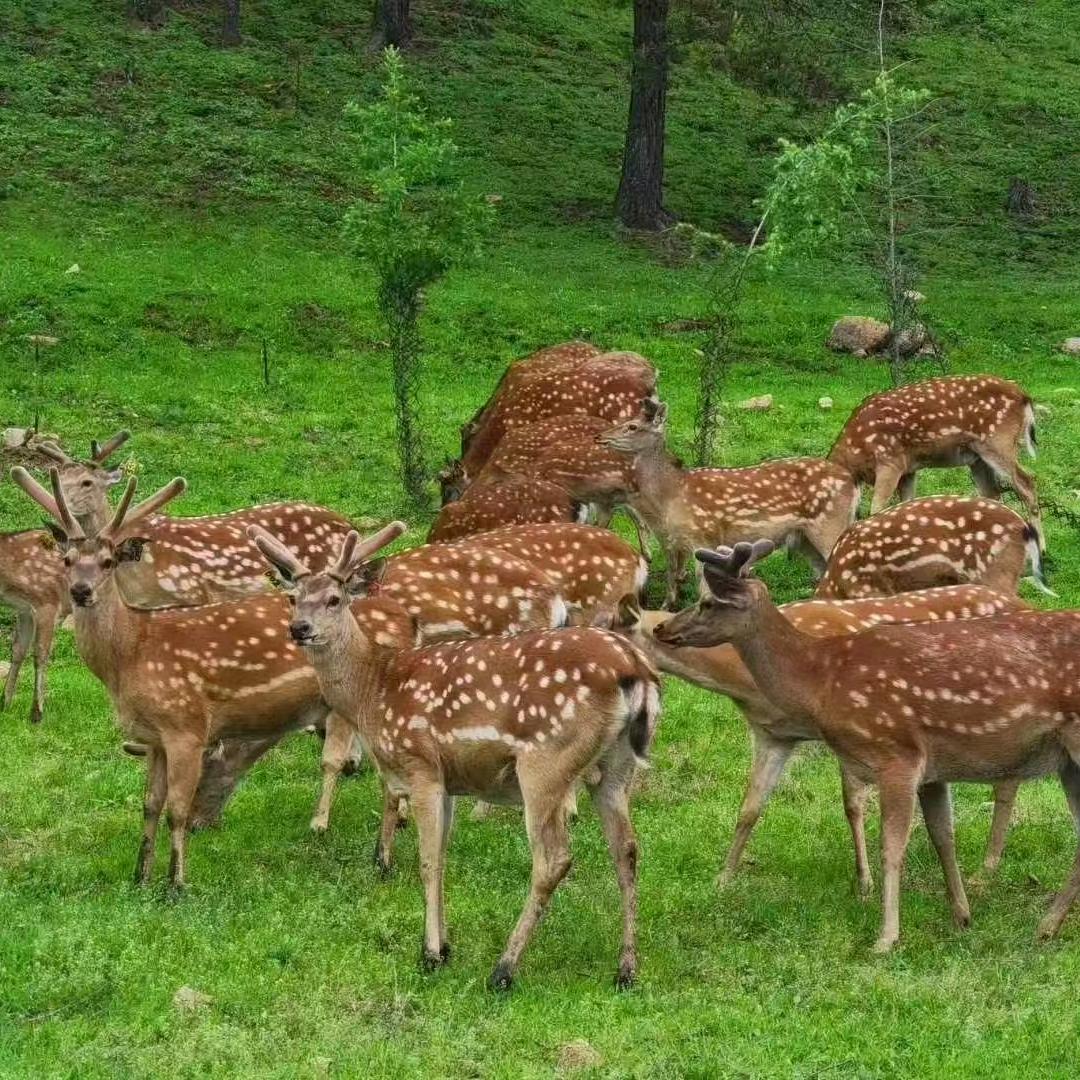 远达参茸特产行