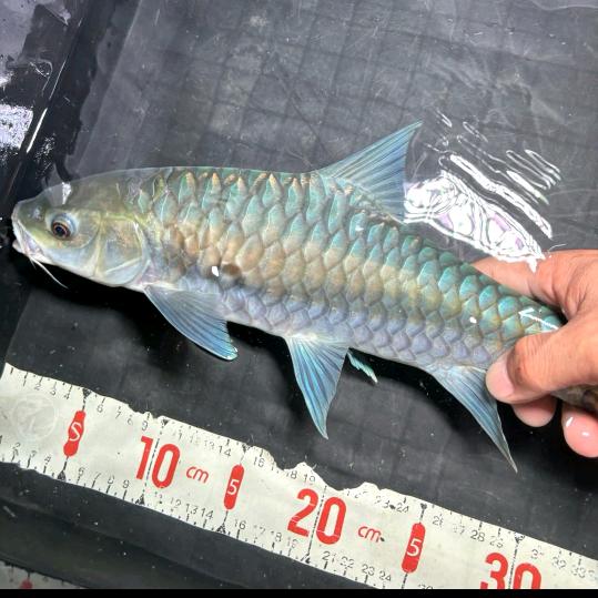 蓝吉罗野采原生鱼