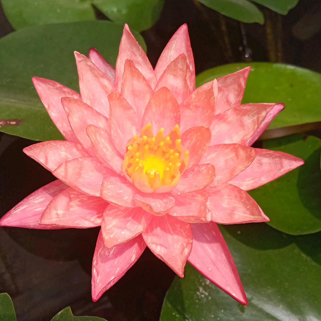 水莲花开