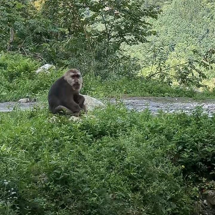 包谷面疙瘩