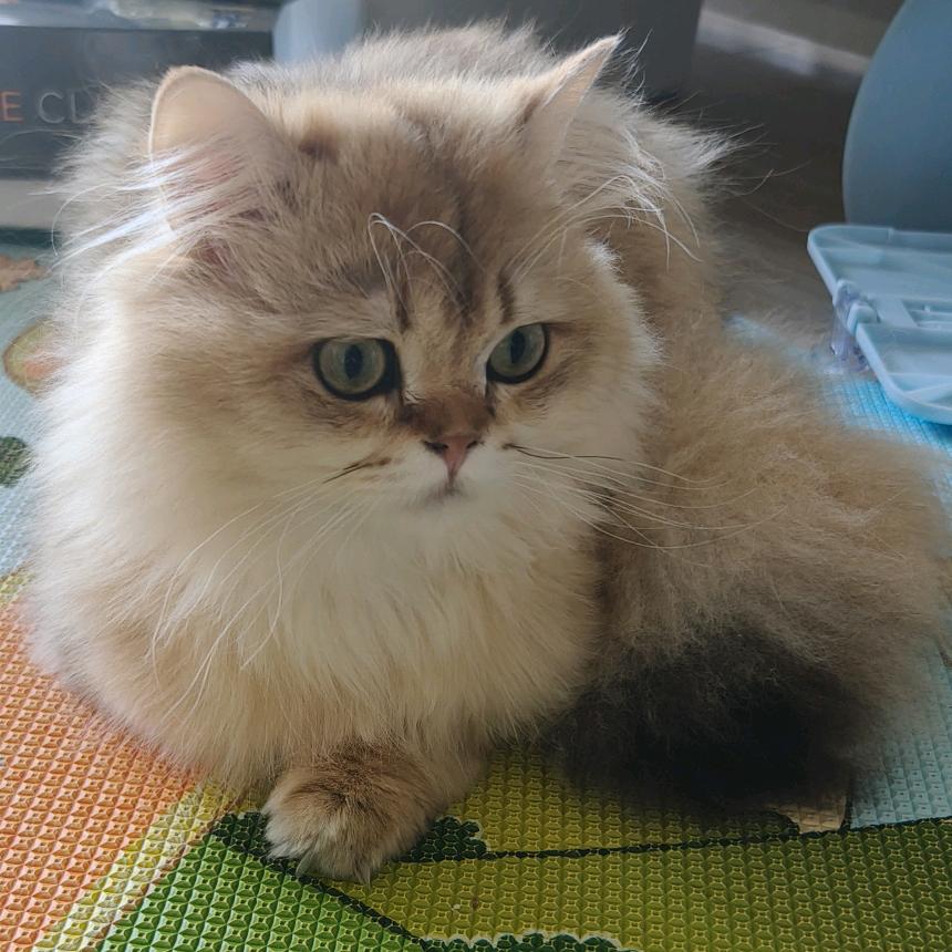 猪猪雪宝贝头像
