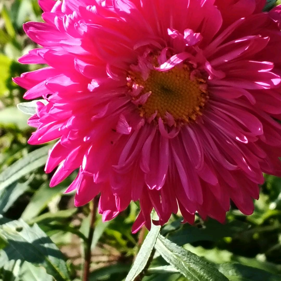可儿🐝