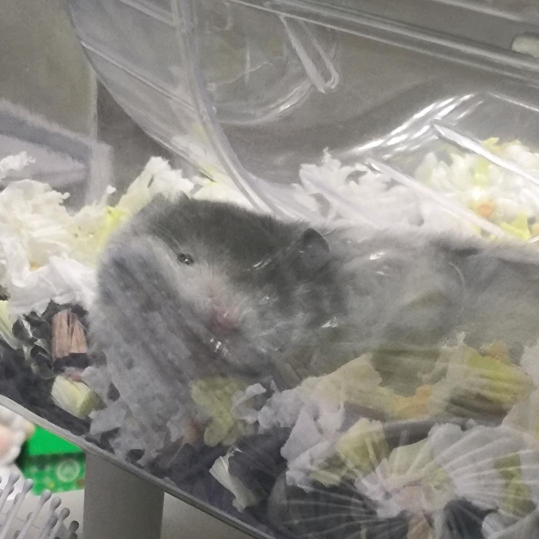 一只小鼠李壮壮