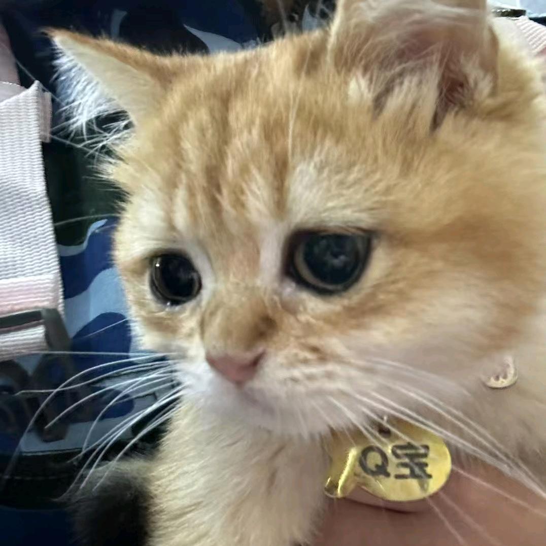 饺子和醋一起没了