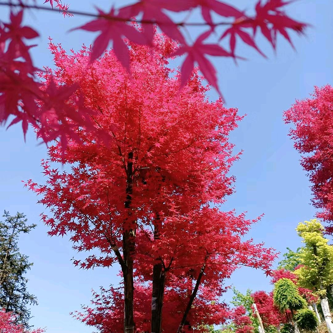 (•‿•)华｡◕‿◕｡仔(✷‿✷)