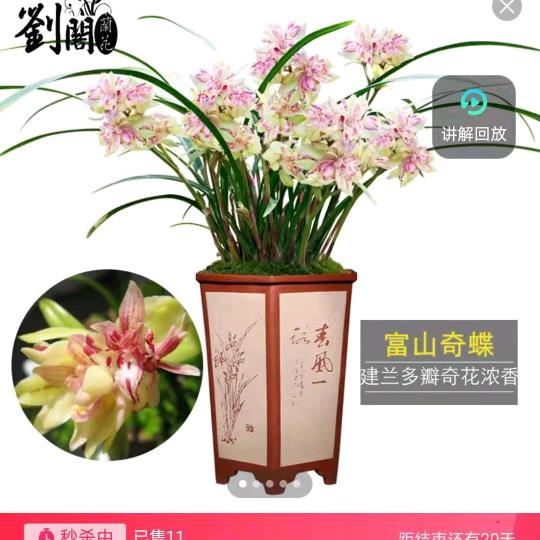 群儿姐