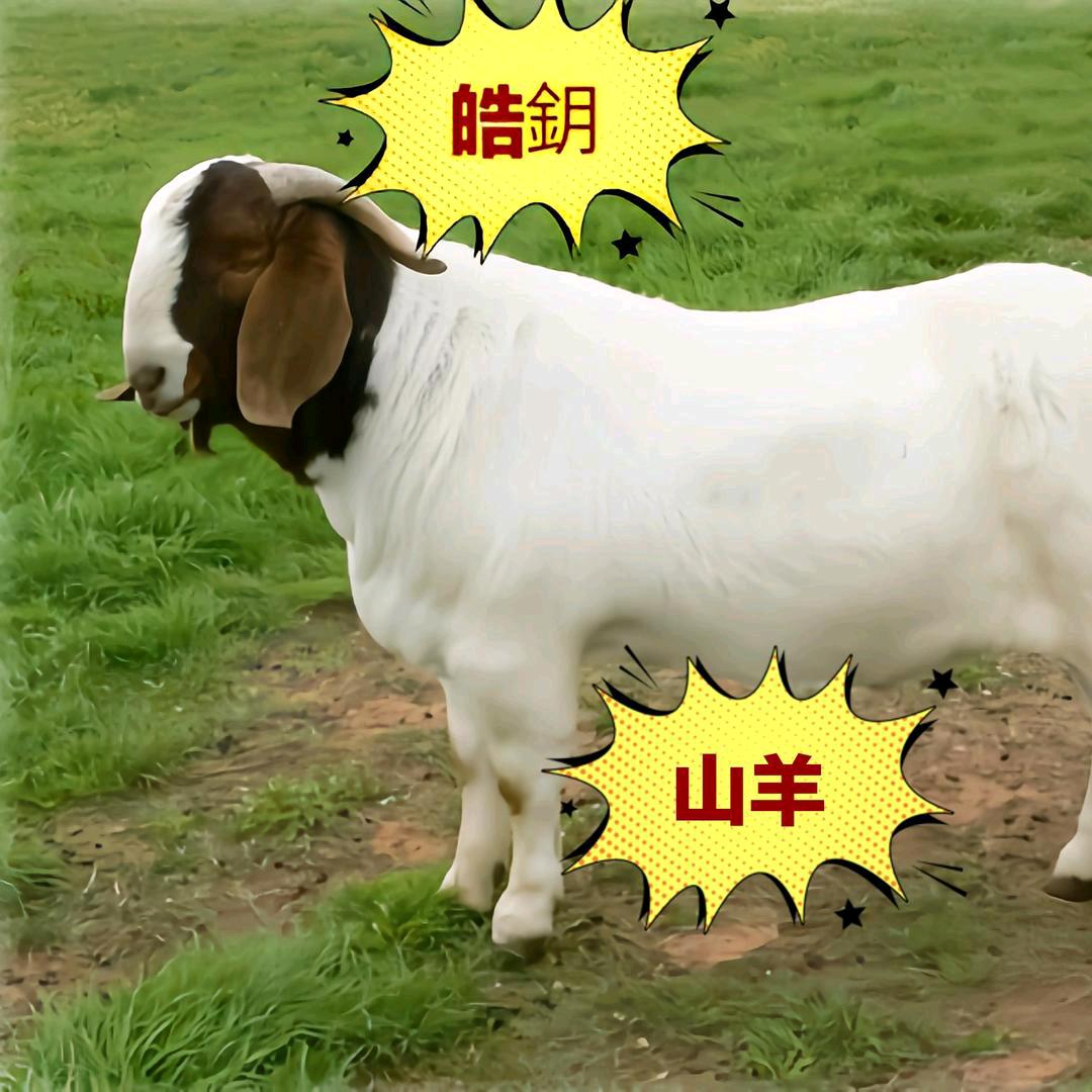 皓鈅山羊养殖🐏🐏日行一善吃亏是福🍑