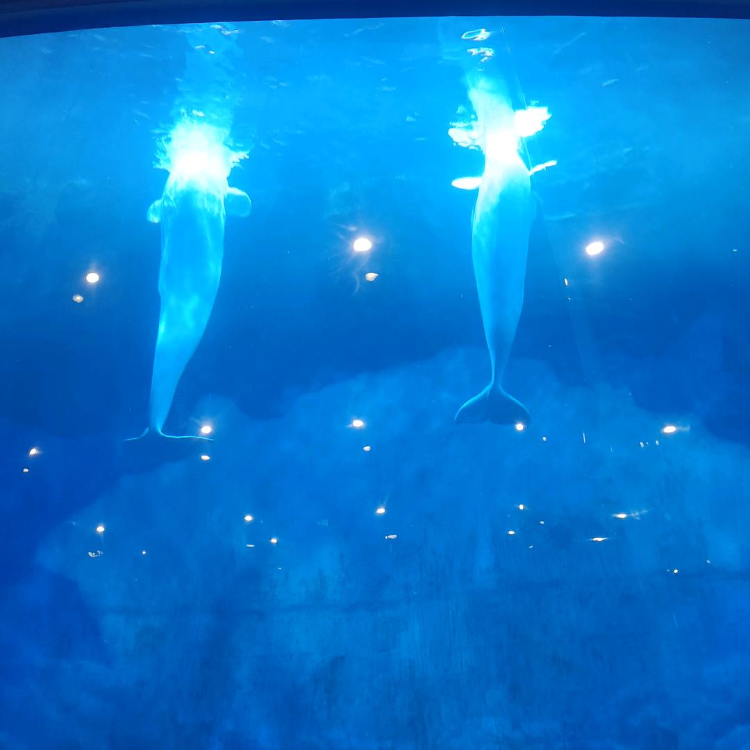 我家有个小金猪