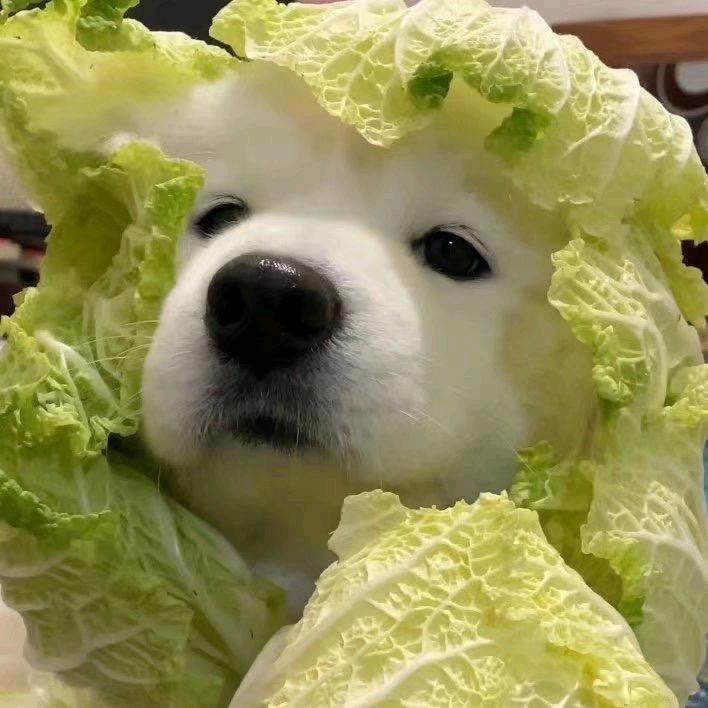 白菜狗（新人互关必回）