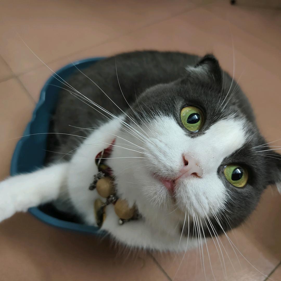 狗不理包子