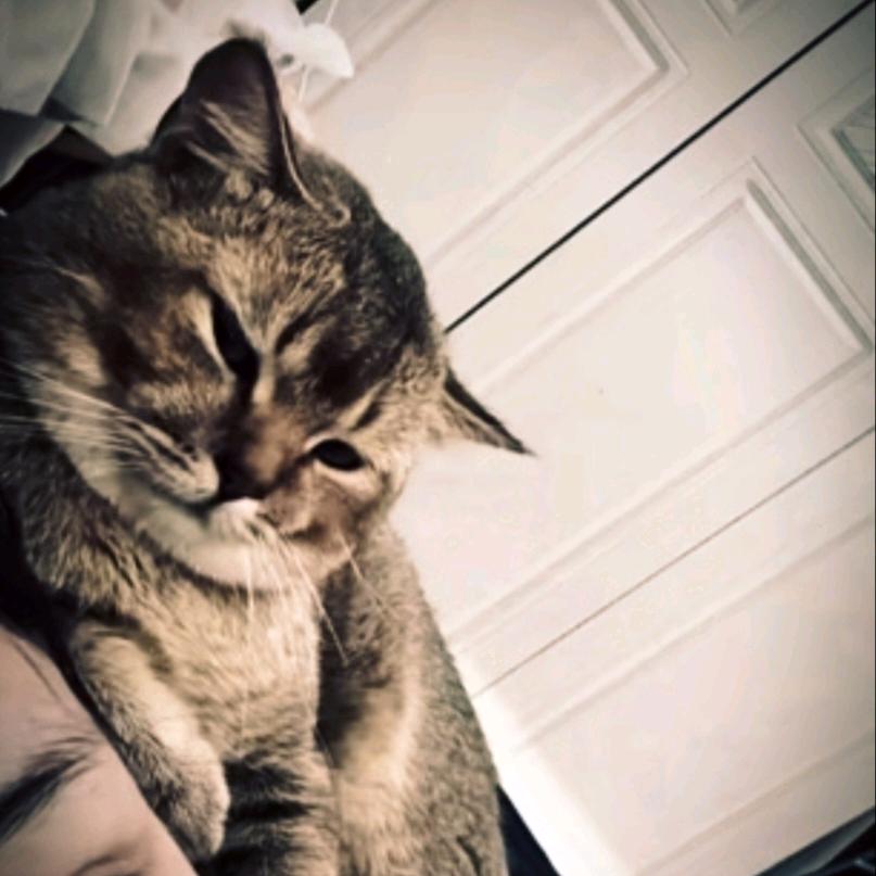 ʚʕ̯•͡ˑ͓•̯᷅ʔɞ