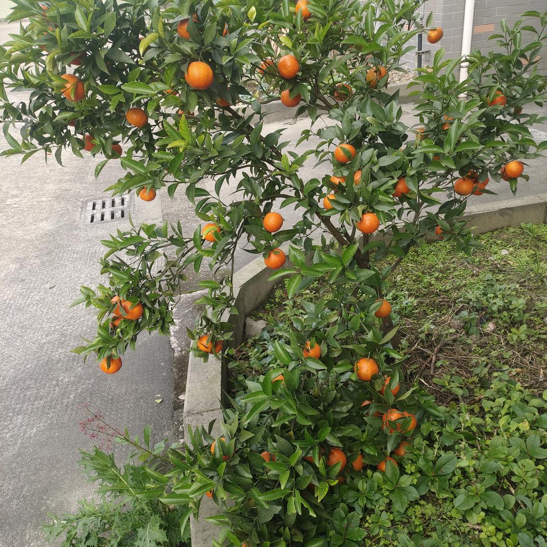 奇点