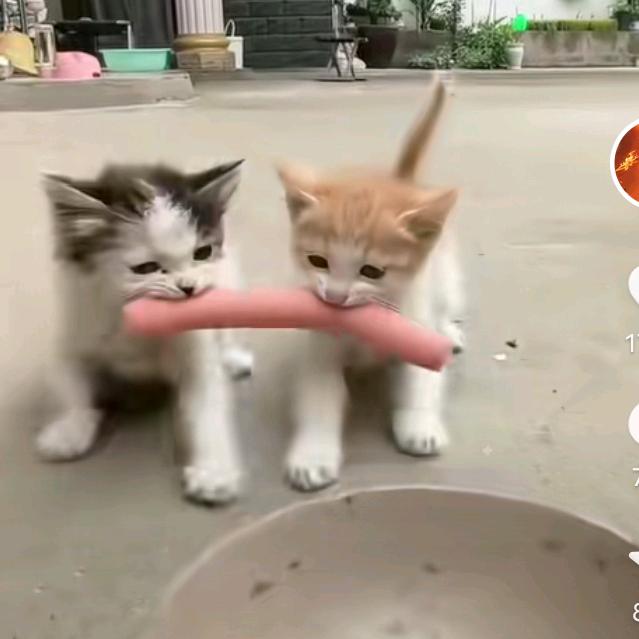 白嫖哥《独狼🐺》