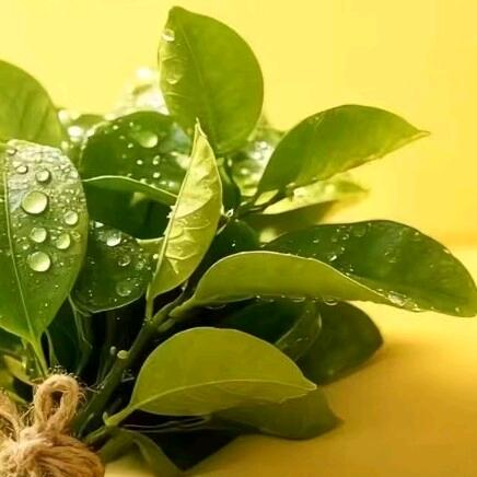 浅笑🌸悠然🍬时光🍎