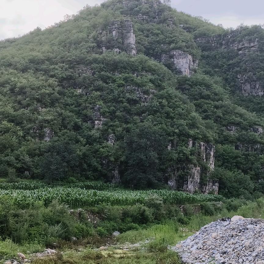 小义同学