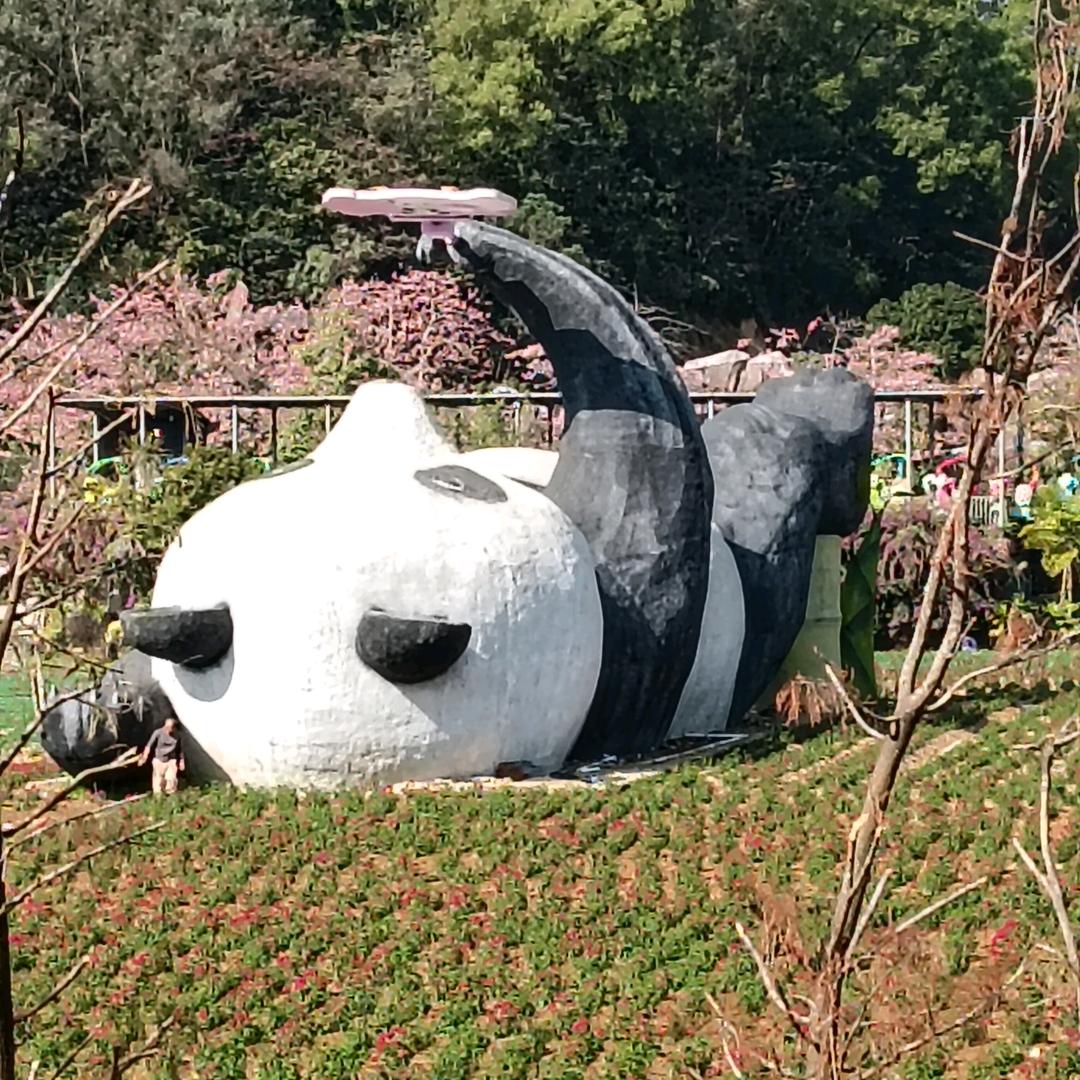 楚老师