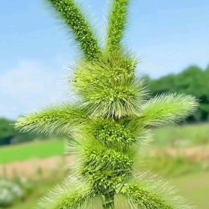 在社旗卖手机的大朋友