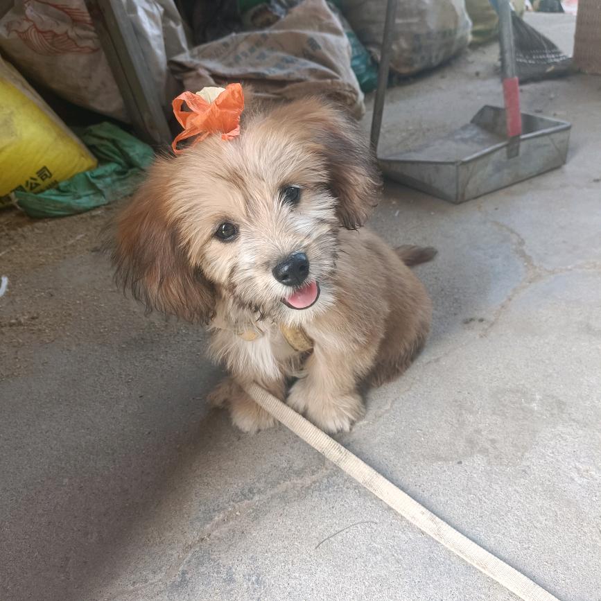 @🐶毛毛和百天鸭🦆的日常