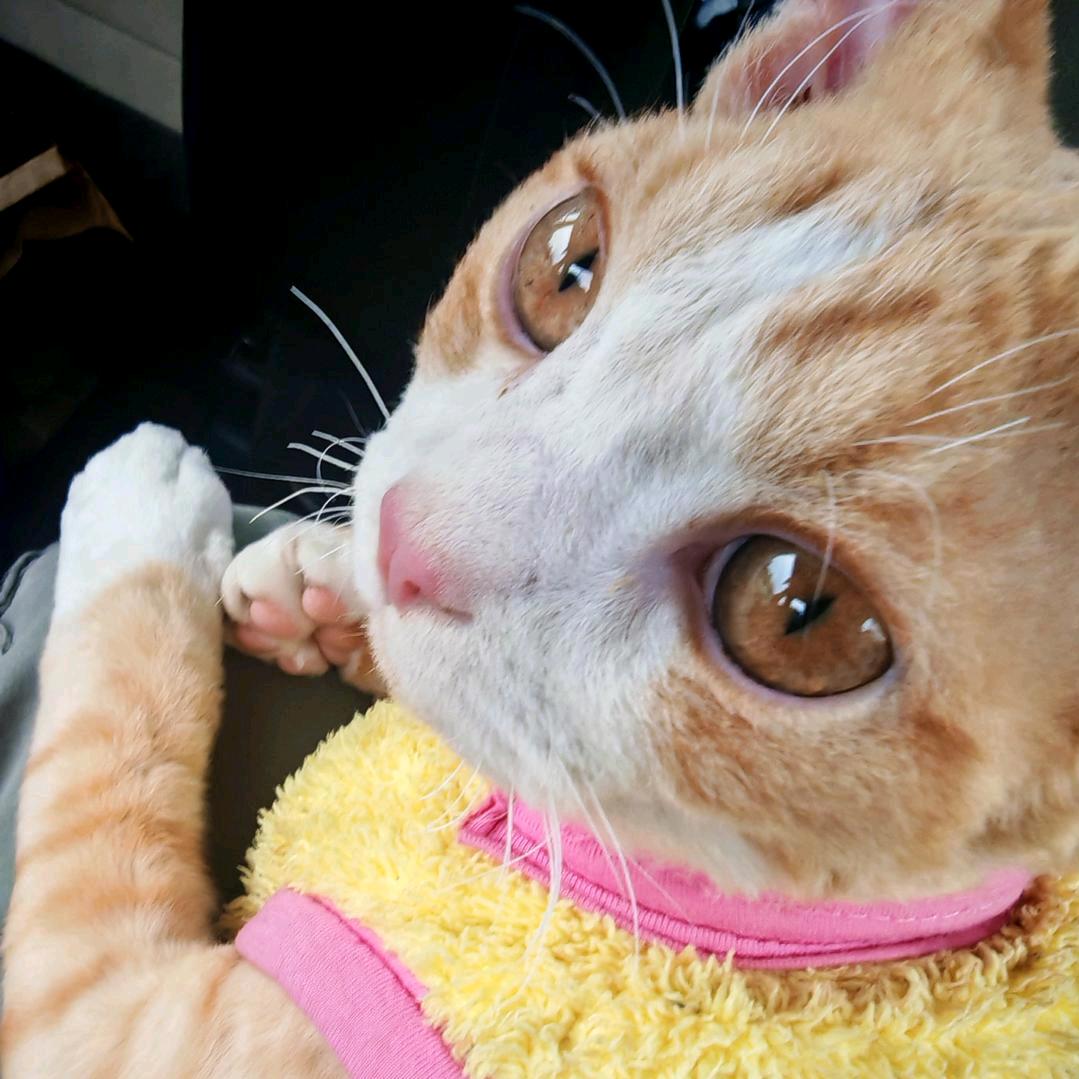 豪猪杀手