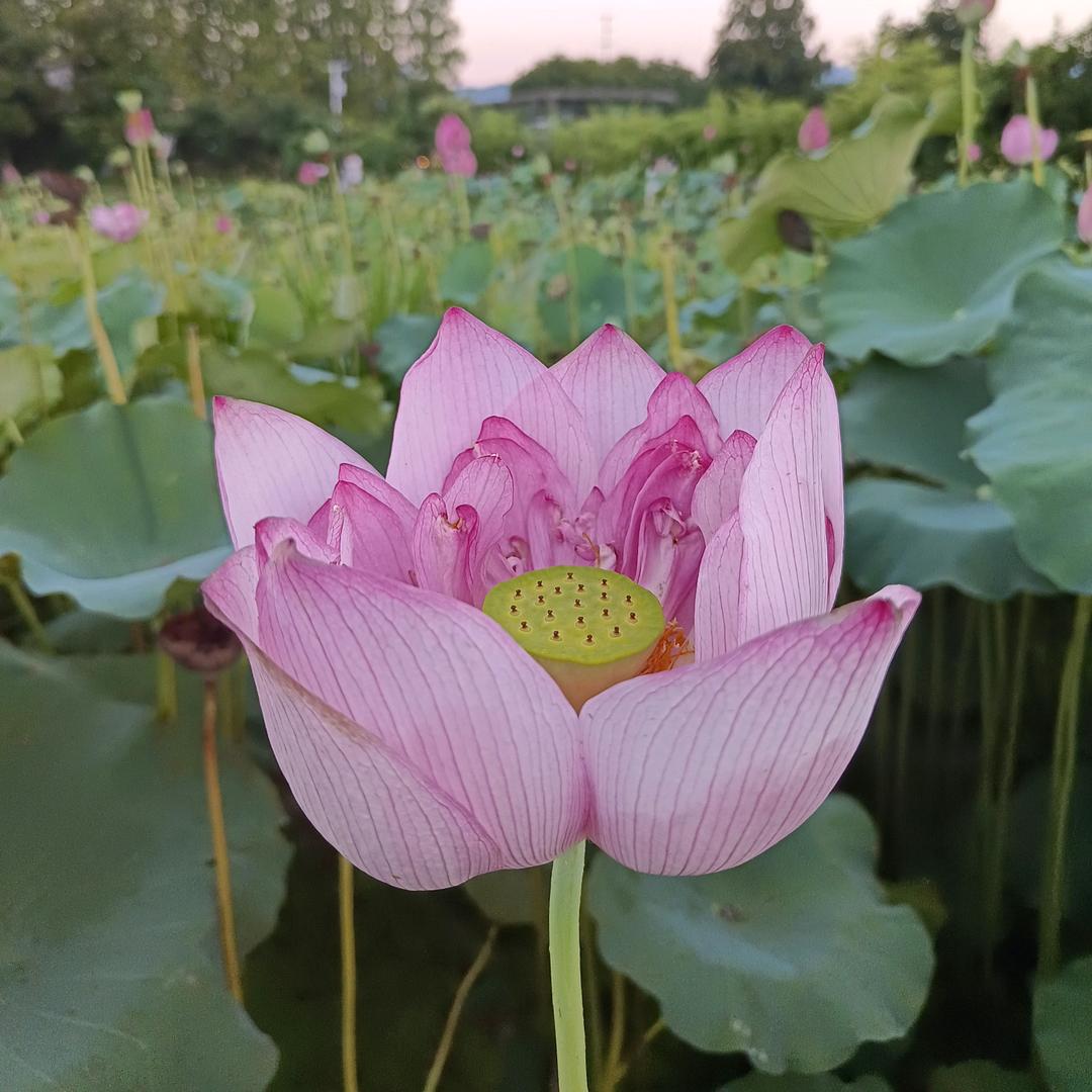 章里么袋