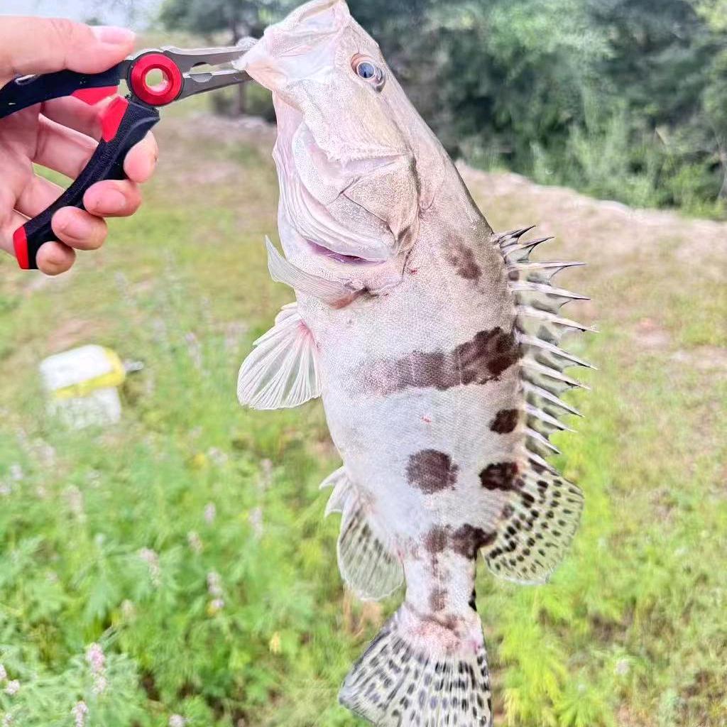 二哥名表+野钓场