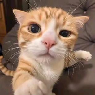 琦子大胃袋