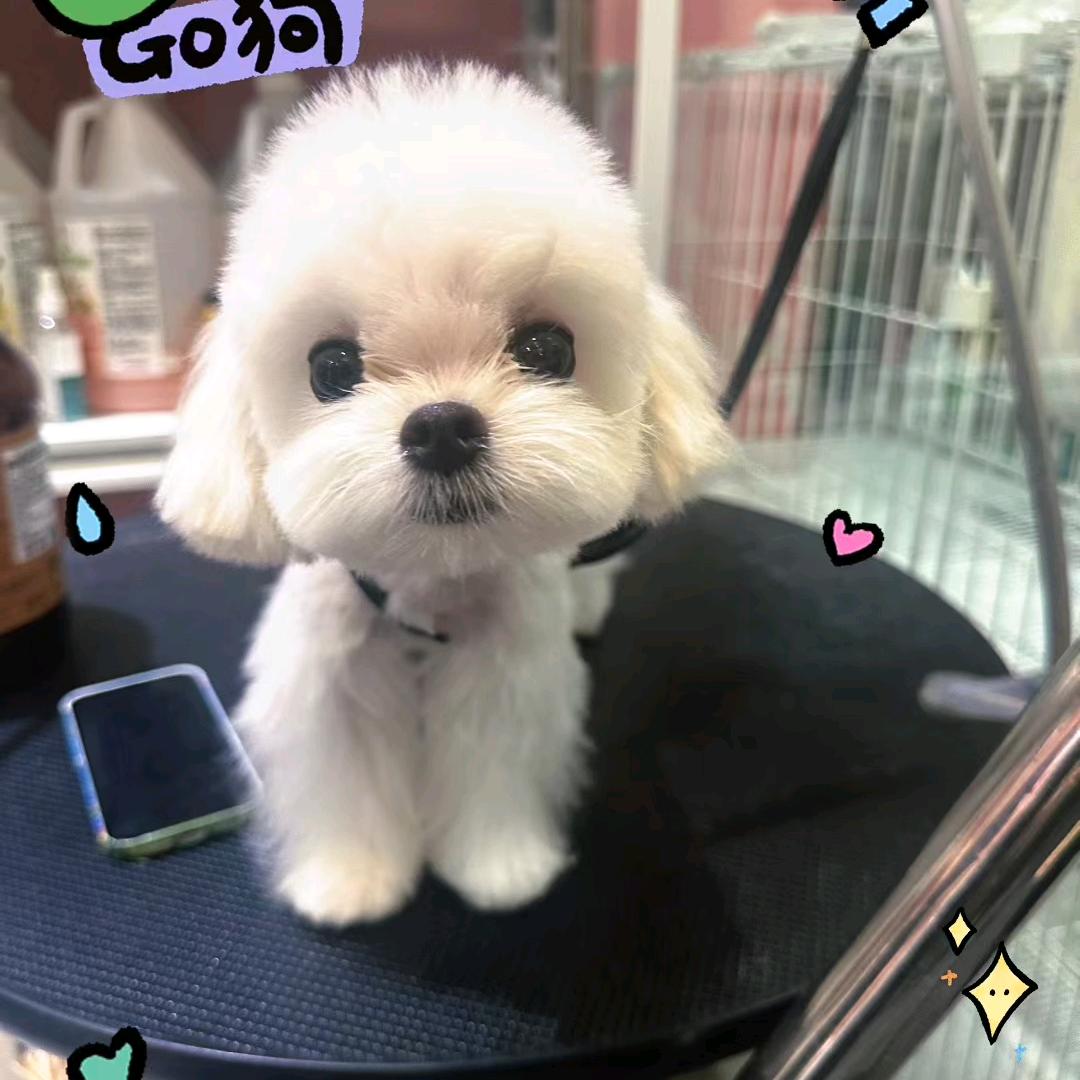 海底来的仙儿
