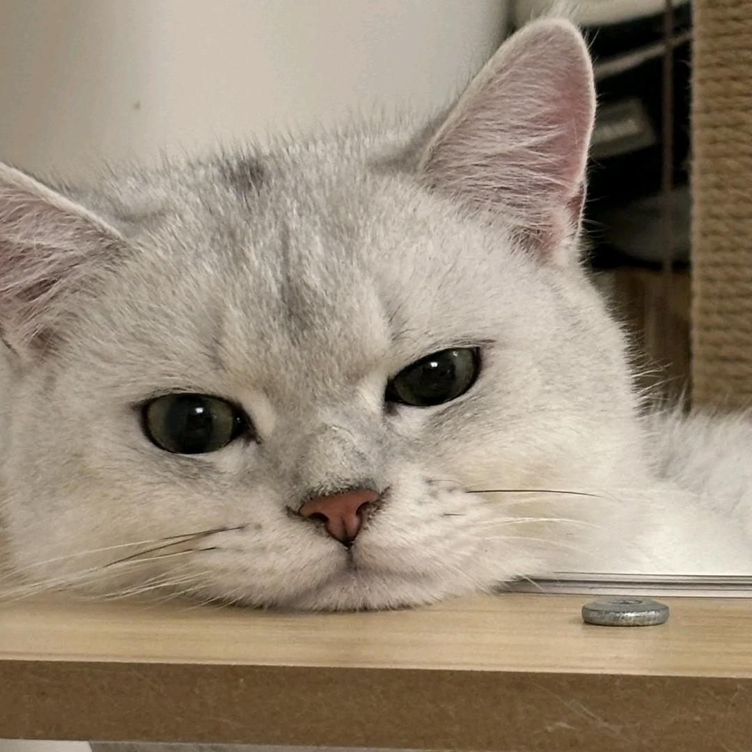叁叁的猫
