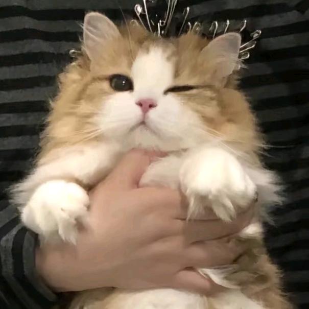 戈薇