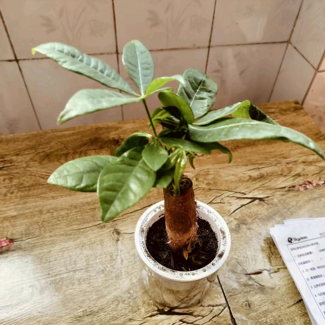 把心、熬成铁