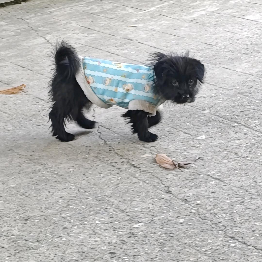 栀子花