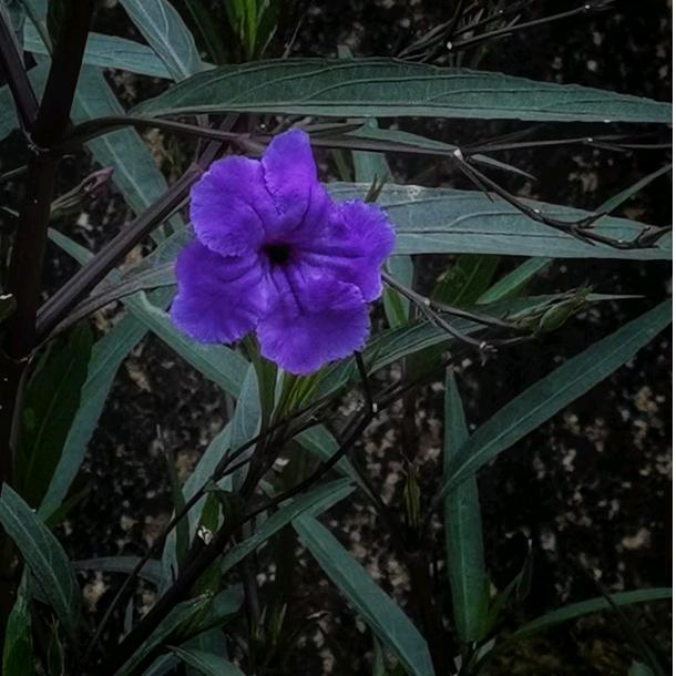 东神道院 龙姑姑