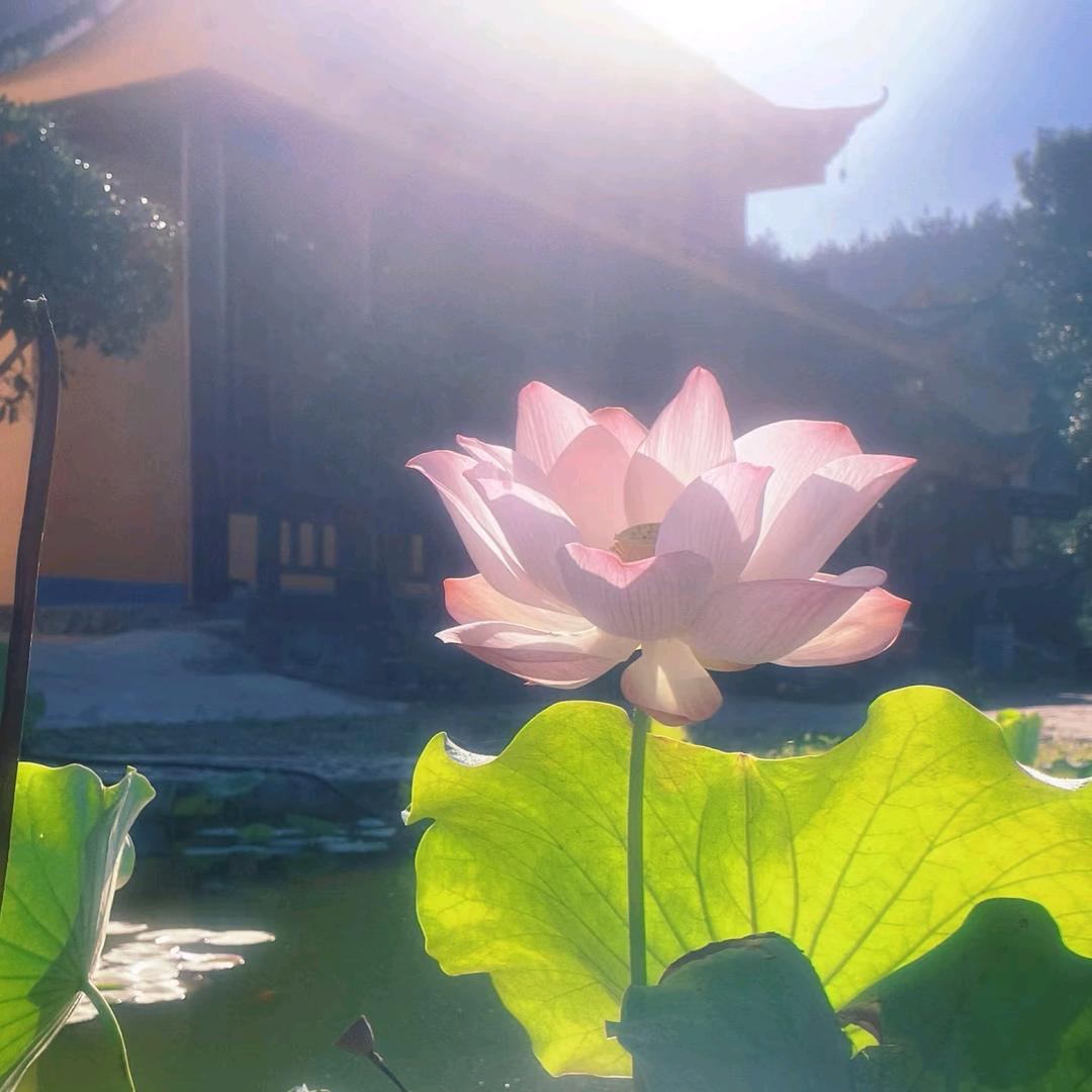 坐看青莲