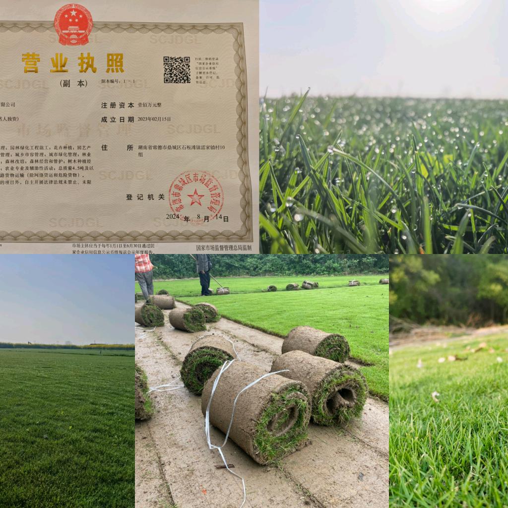 新概念绿化草业基地小代