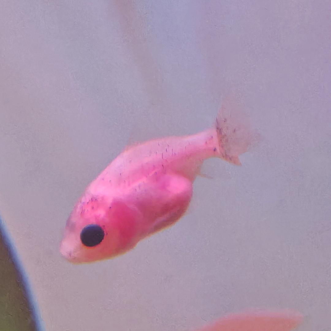 ？？小红鱼？？