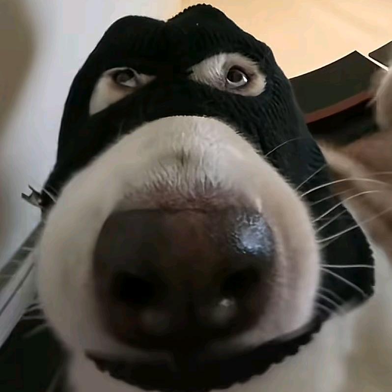 轩
