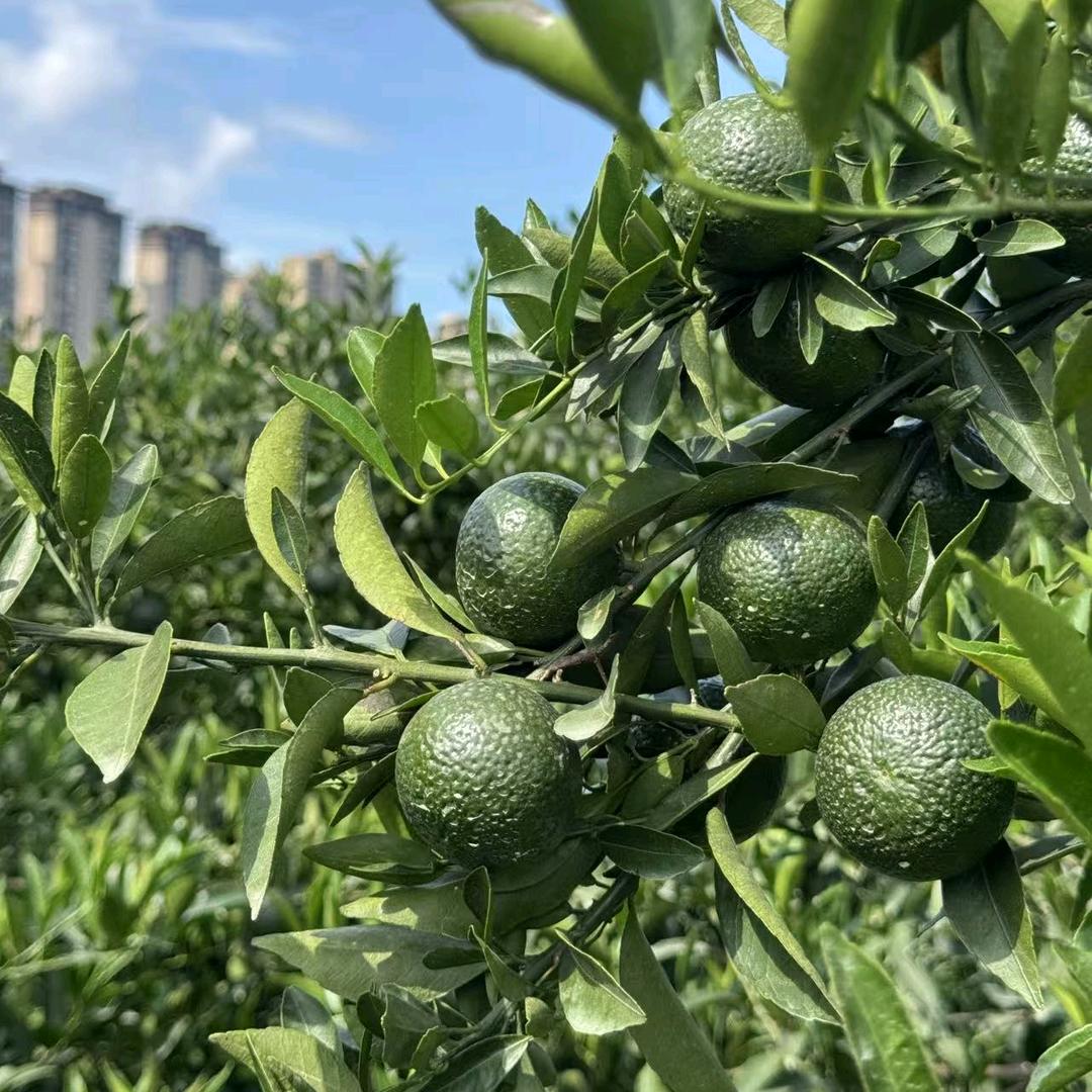 新会陈皮臻礼惠选