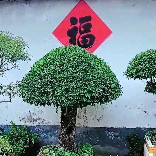 盆景最美🌴