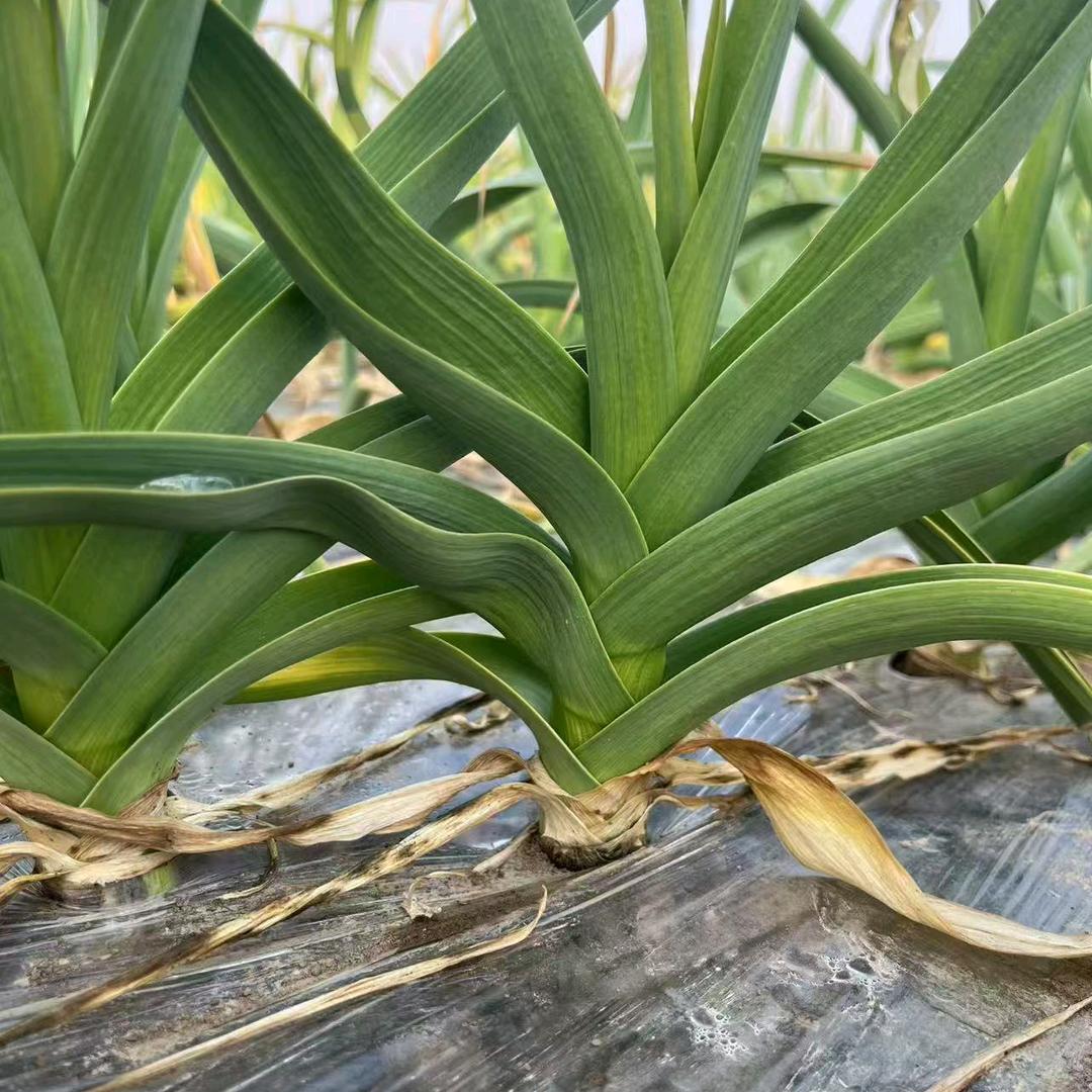 芦笋大蒜高产方案