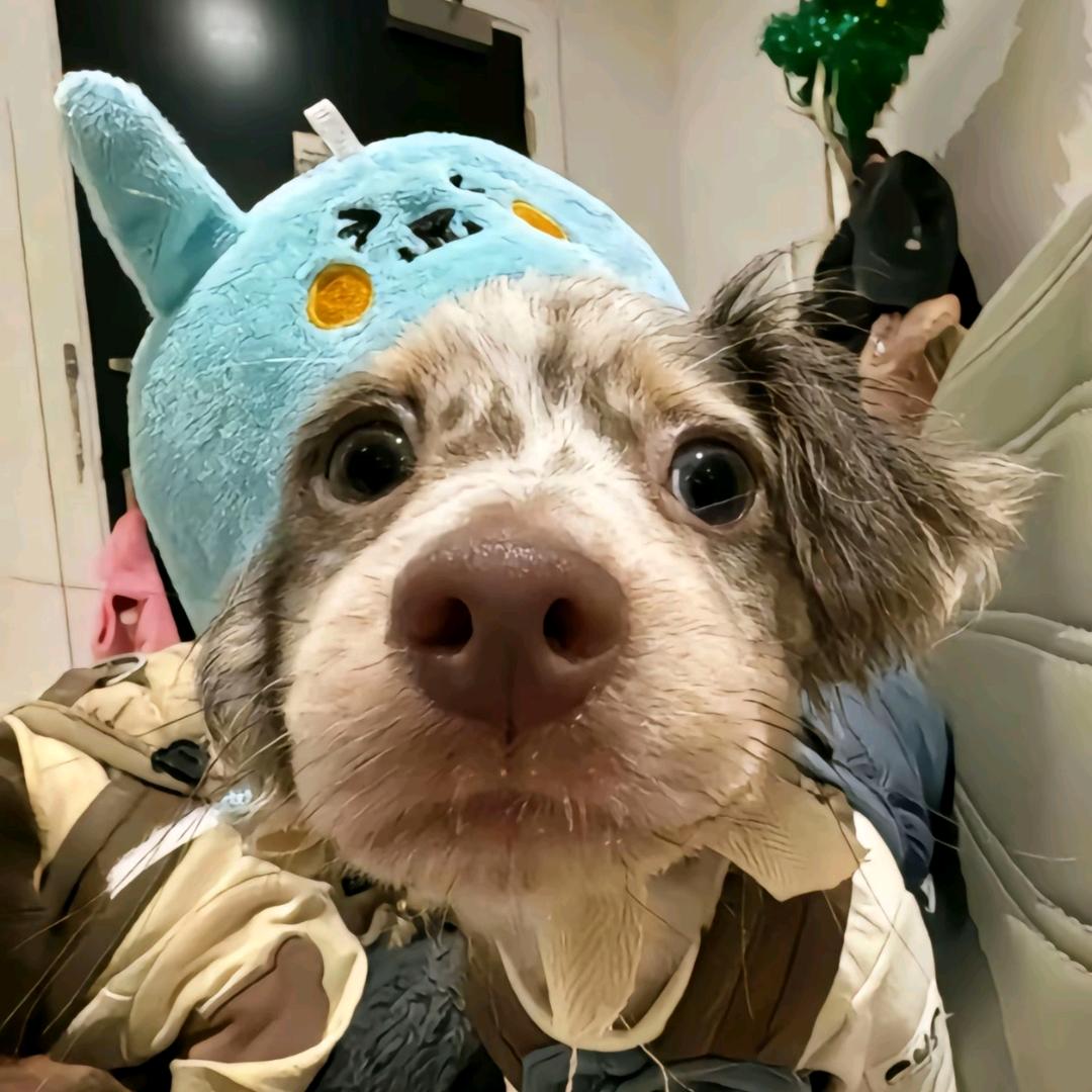 重生之我叫管彦华