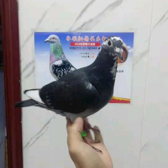 金凤超级10万号-王保武