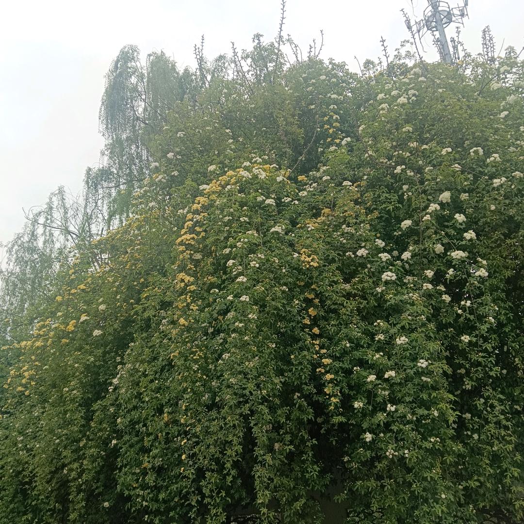 鑫欣