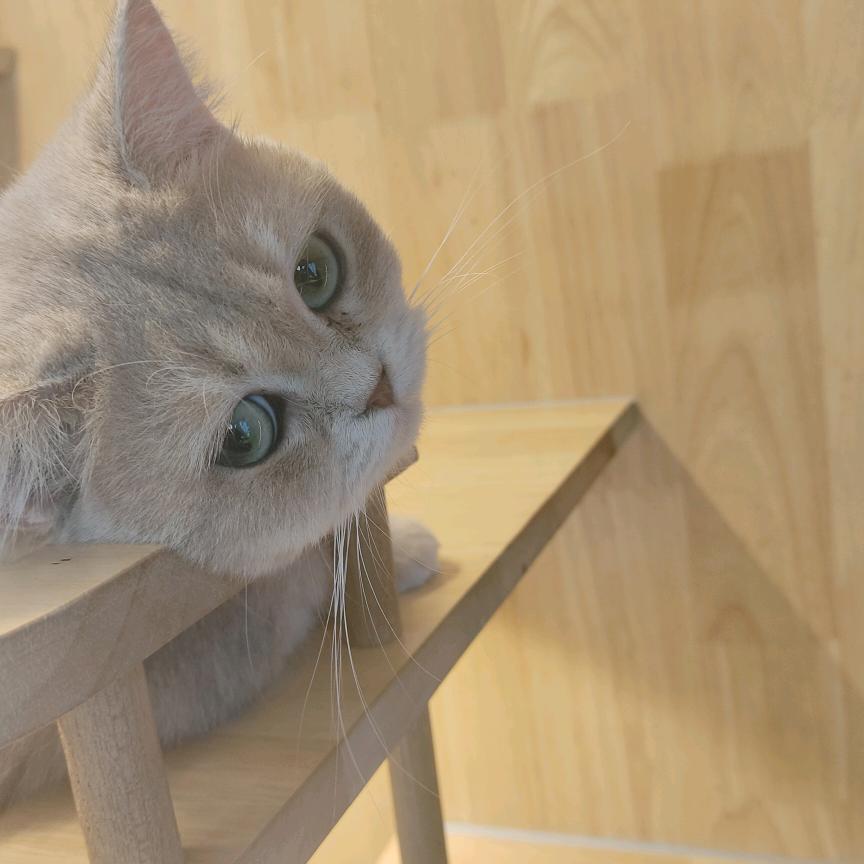 猜不透的菠萝包